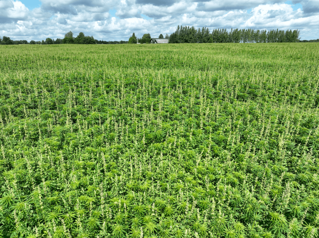 Hemp fields in Estonia on 7th of July