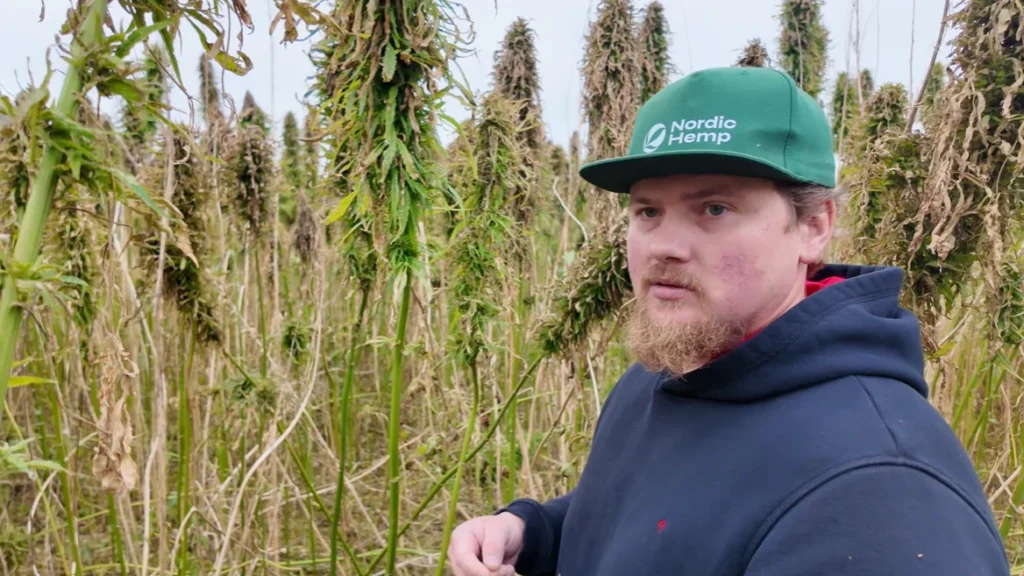 Joonas Põllumäe, Nordic Hemp's raw material quality manager, in a hemp field ready for harvest