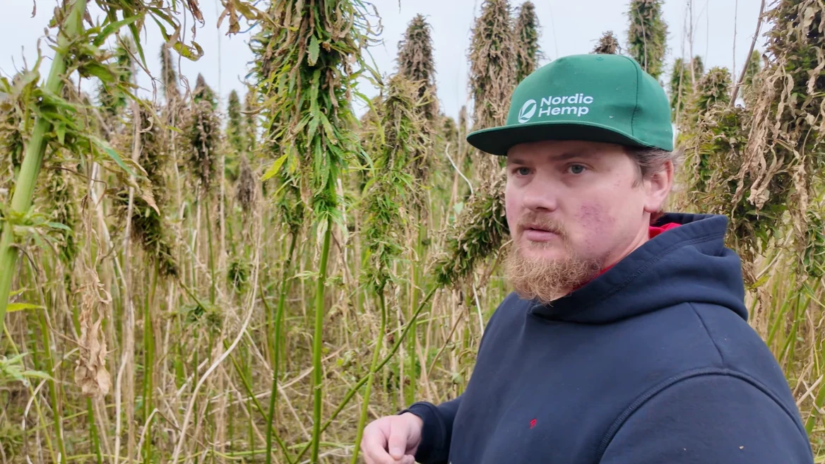 Joonas Põllumäe, Qualitätsleiter für Rohstoffe bei Nordic Hemp, in einem erntereifen Hanffeld