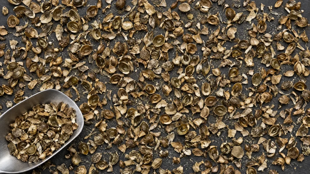 Organic hemp seed shells spread on a dark studio bench with a stainless steel sampling scoop, broken olive-brown hull fragments and fine dust